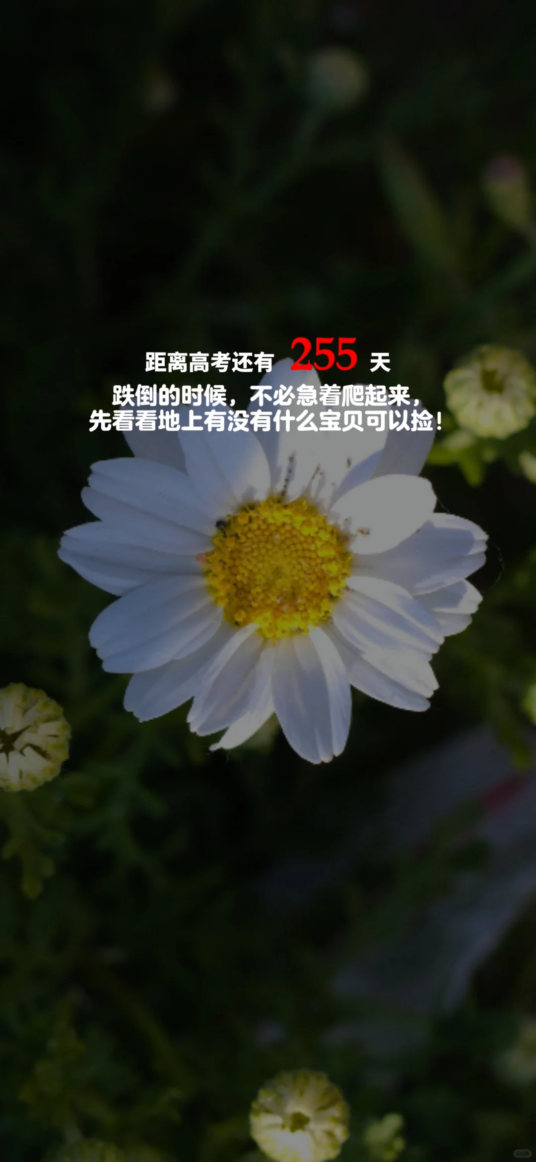 2025高考倒计时，每日更新。