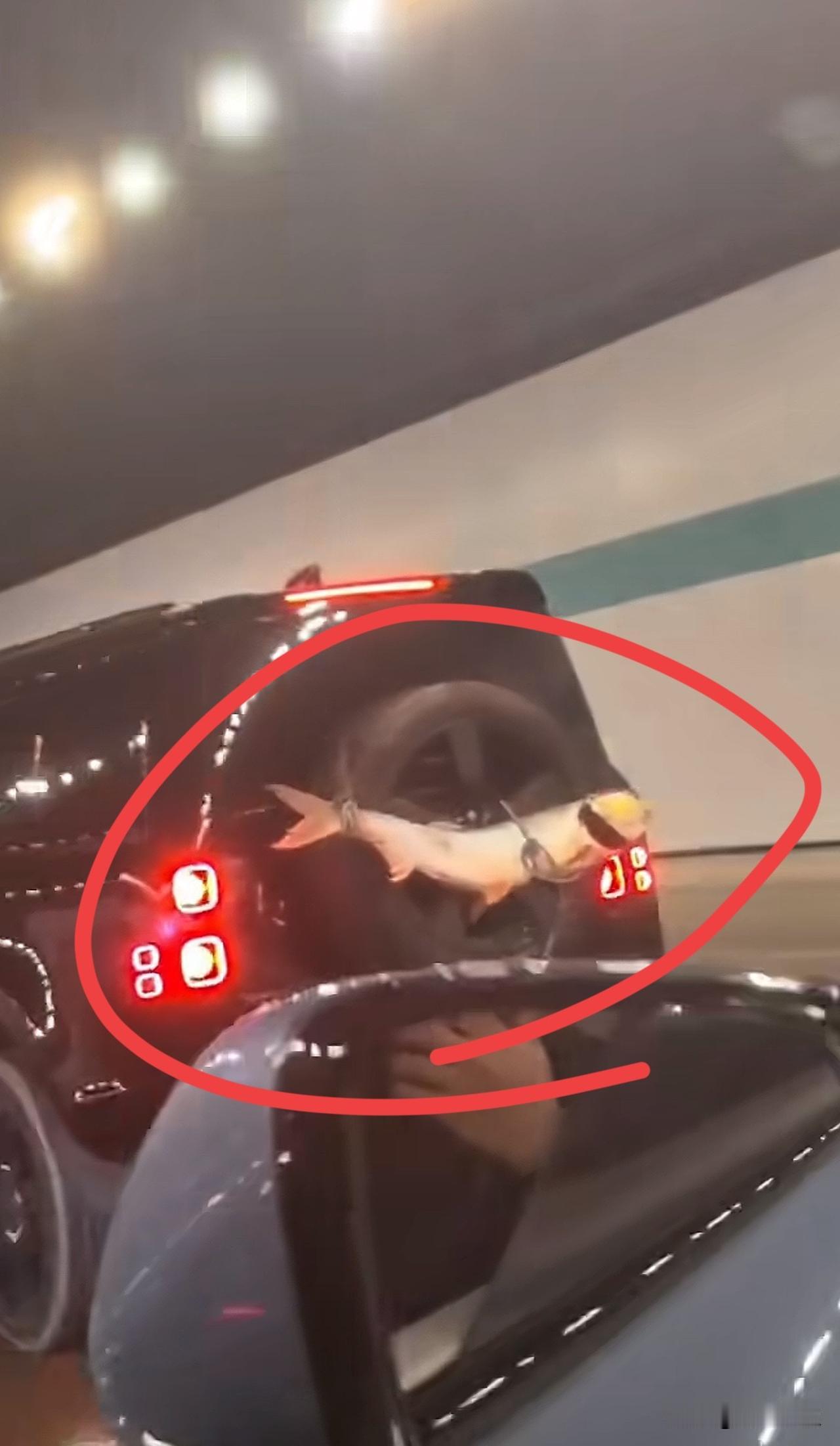 他为什么要把鱼绑在车后面？不怕掉吗？