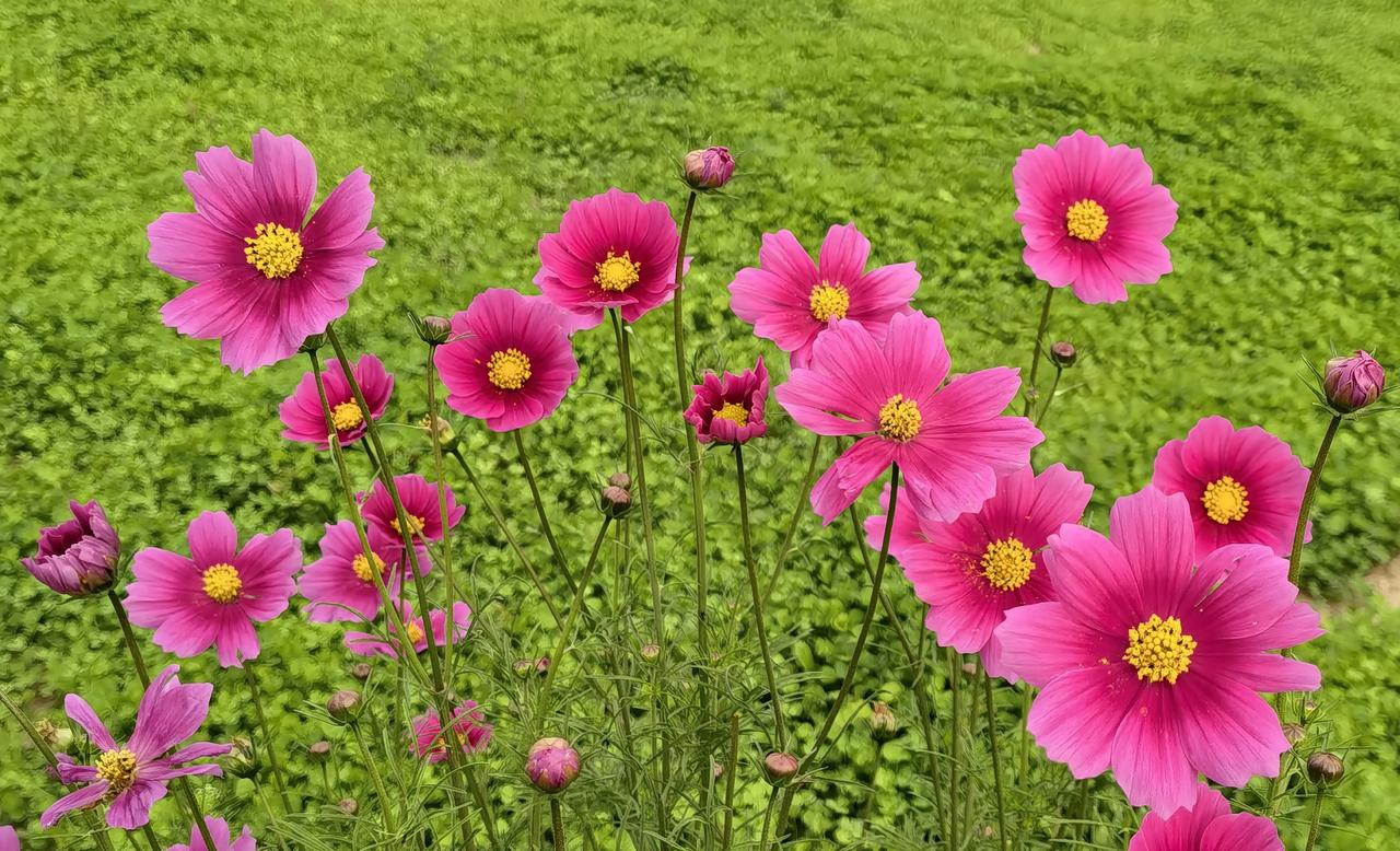 这片花田好美，粉色花朵真鲜艳！