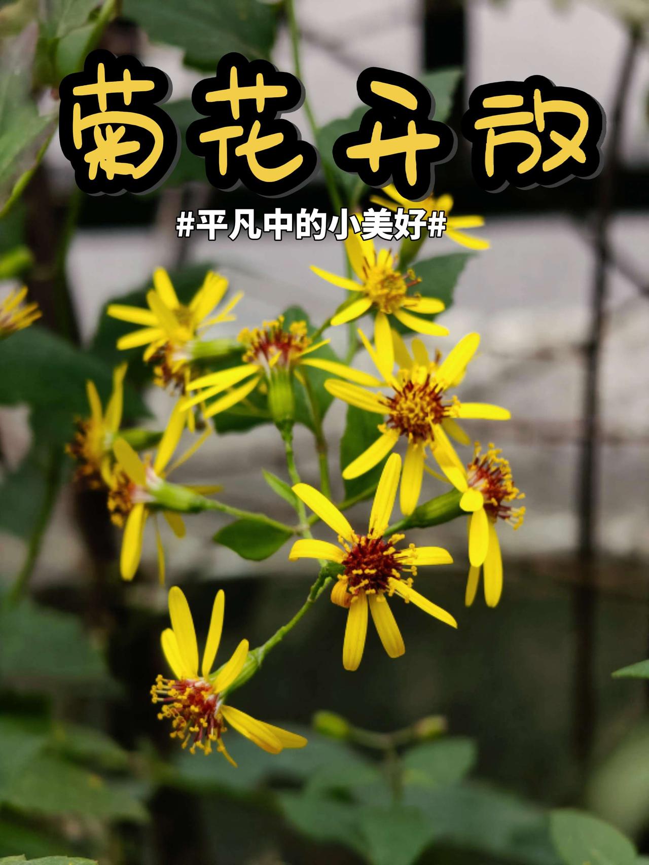 菊花绽放，平凡中的小美好