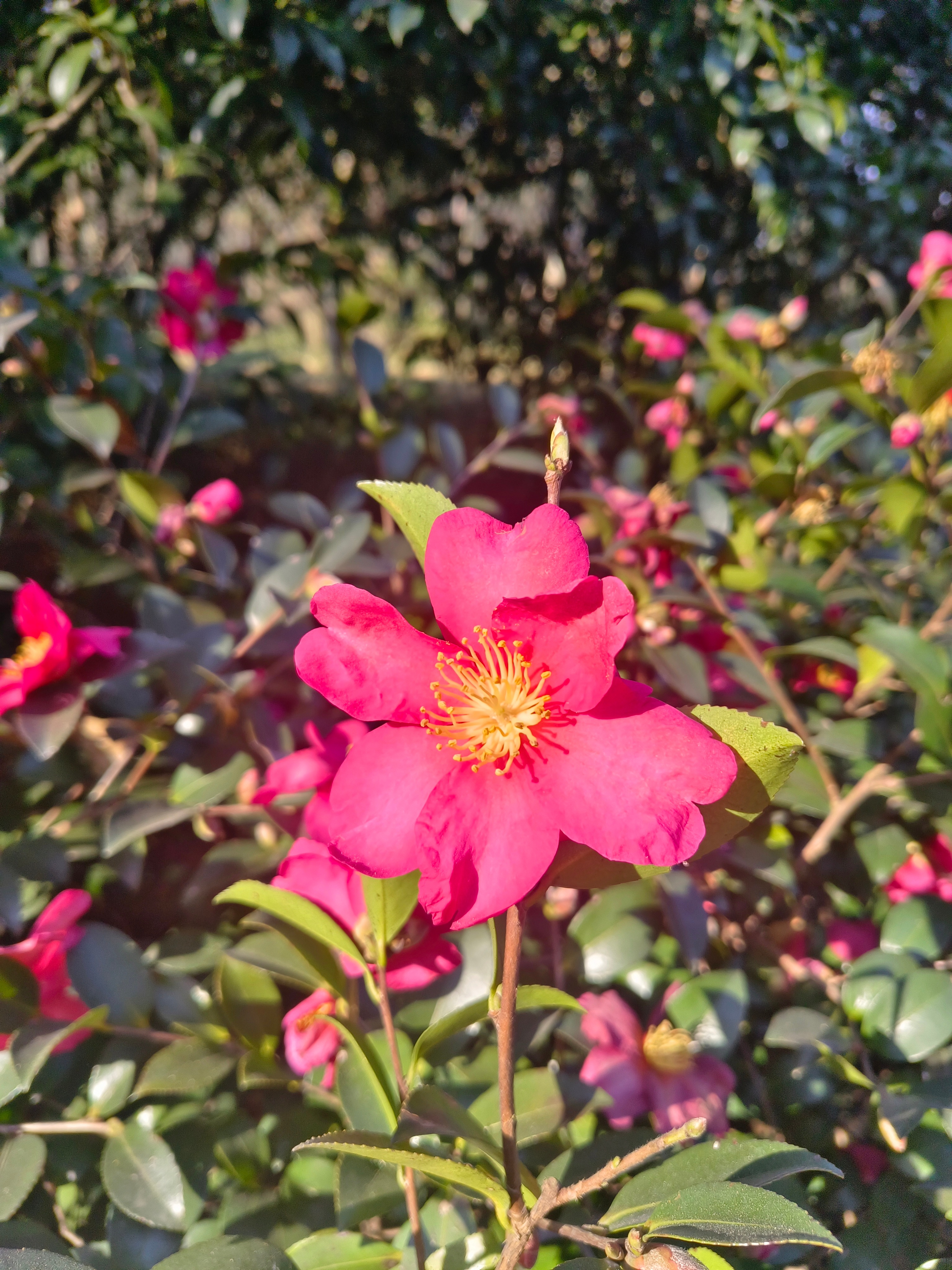 你好2026新年第一帧镜头新年出门走走，竟撞了个满怀的好运气。枝头的山茶花裹着胭