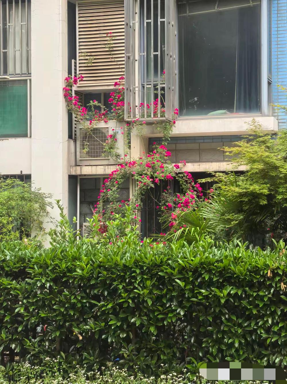 大清早被楼下吵架声整醒，听完前因后果我直接陷入两难。一楼邻居爱种花，精心打理的花