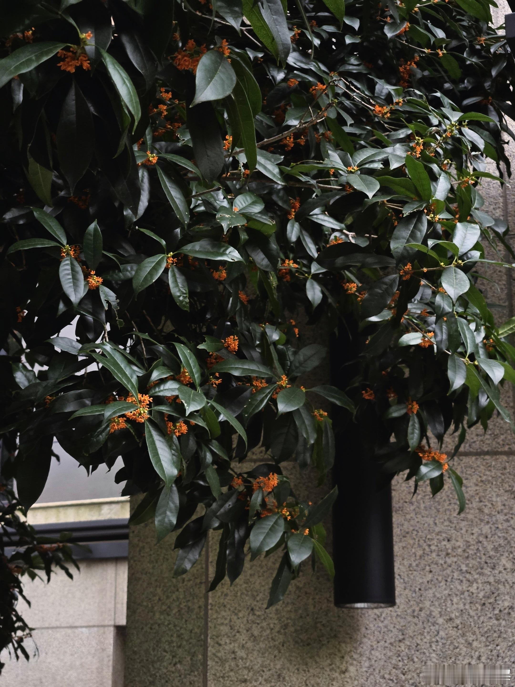 桂花的季节独属于川渝 ​​​