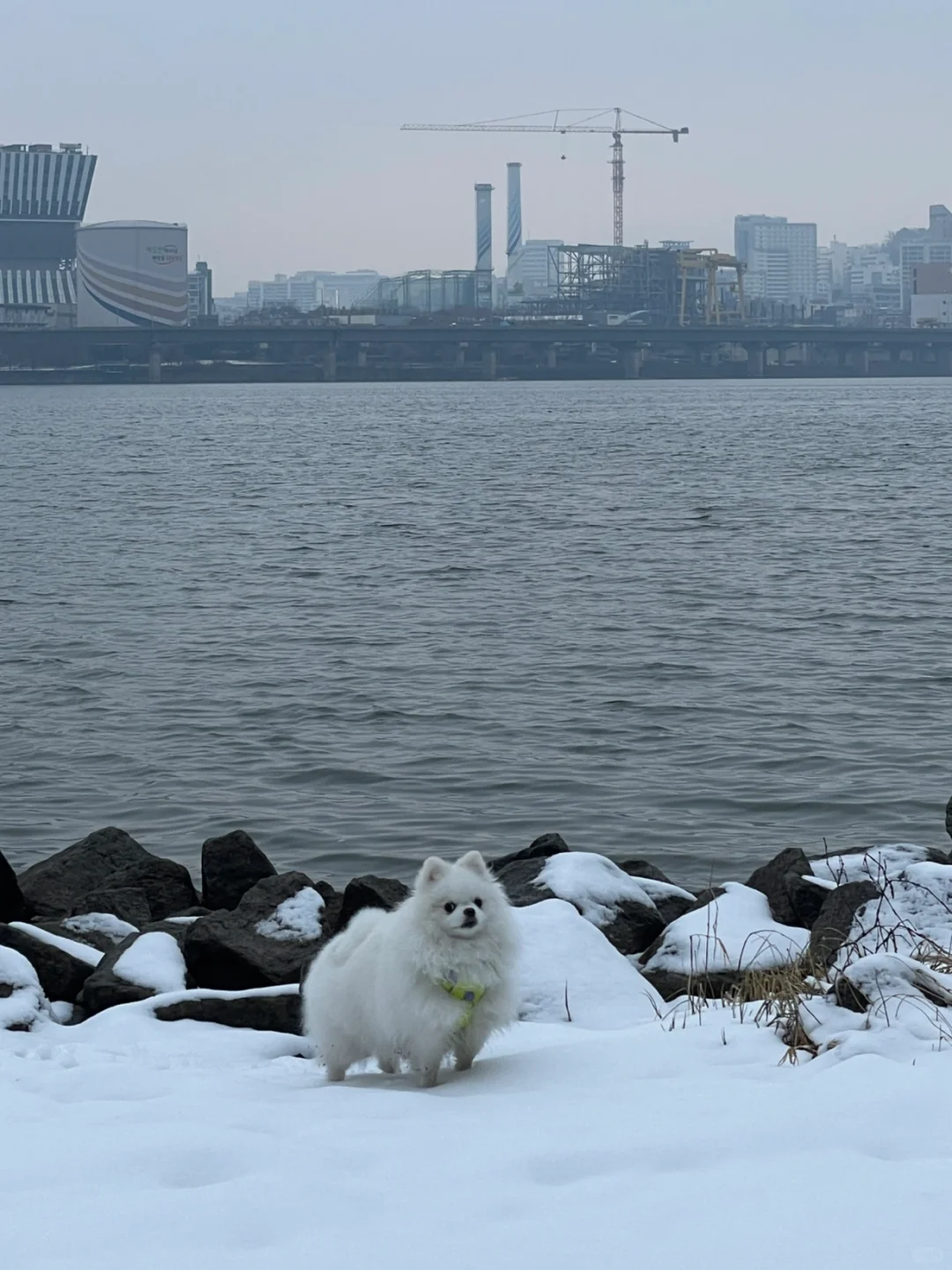 有末日迷途小狗的感觉了（不是