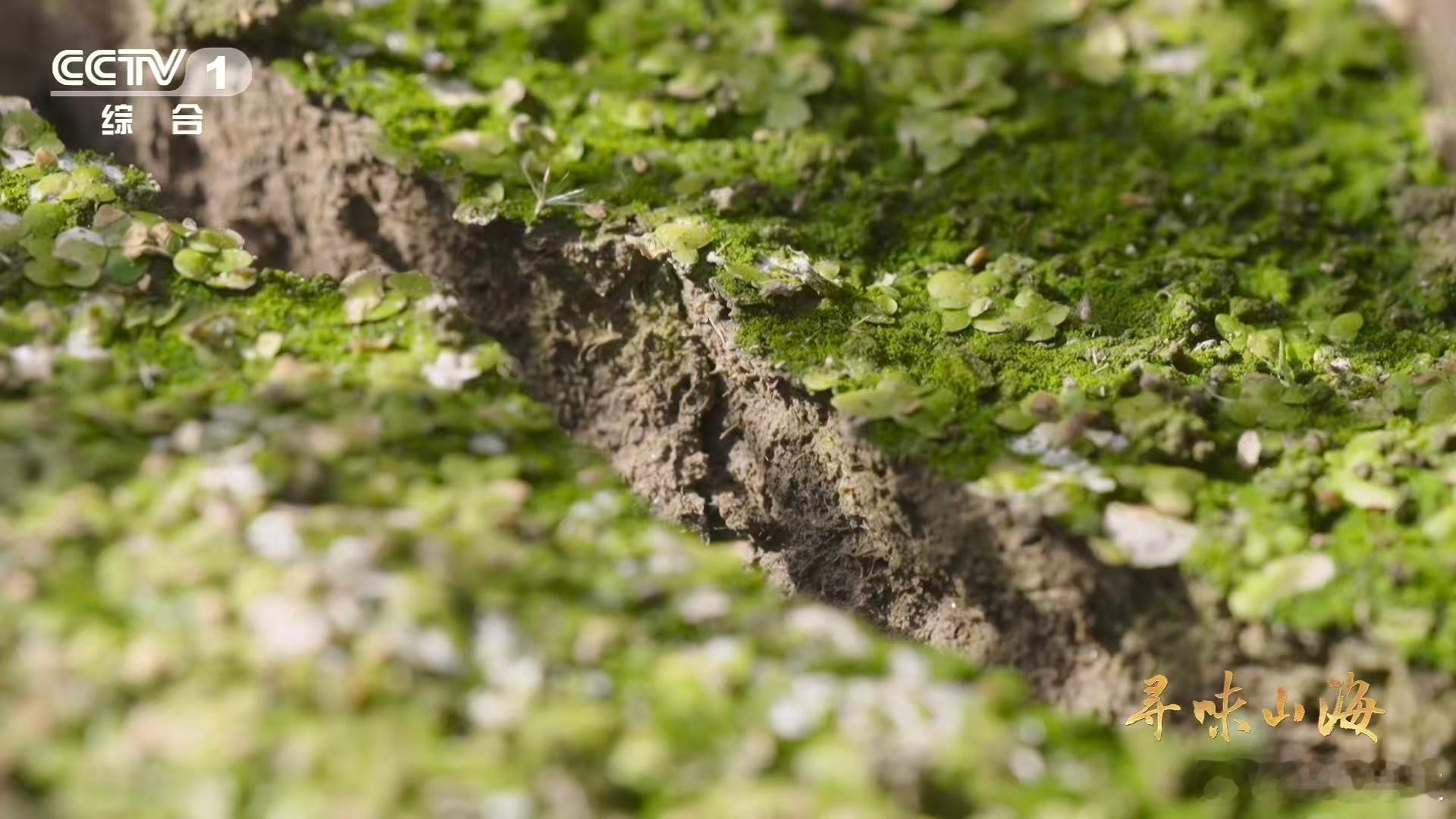 名字带马的水果你吃过吗 好多人不知道荸荠的别名超形象！因外形酷似马蹄得名，这个称