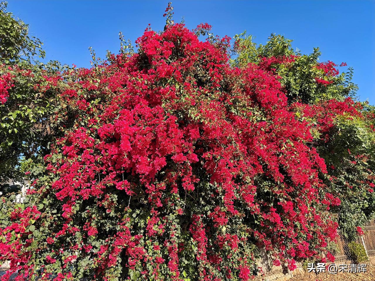 （1565）：三角梅开了，在风中摇曳，好像在诉说着，宋昊然已经走了四年三个多月。