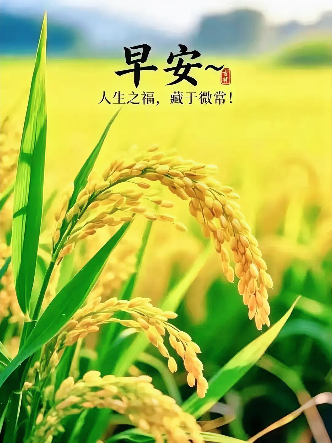 早安！看这沉沉垂落的稻穗，把生活里的幸福都藏进这片金黄里，寻常日子满是治愈。
作