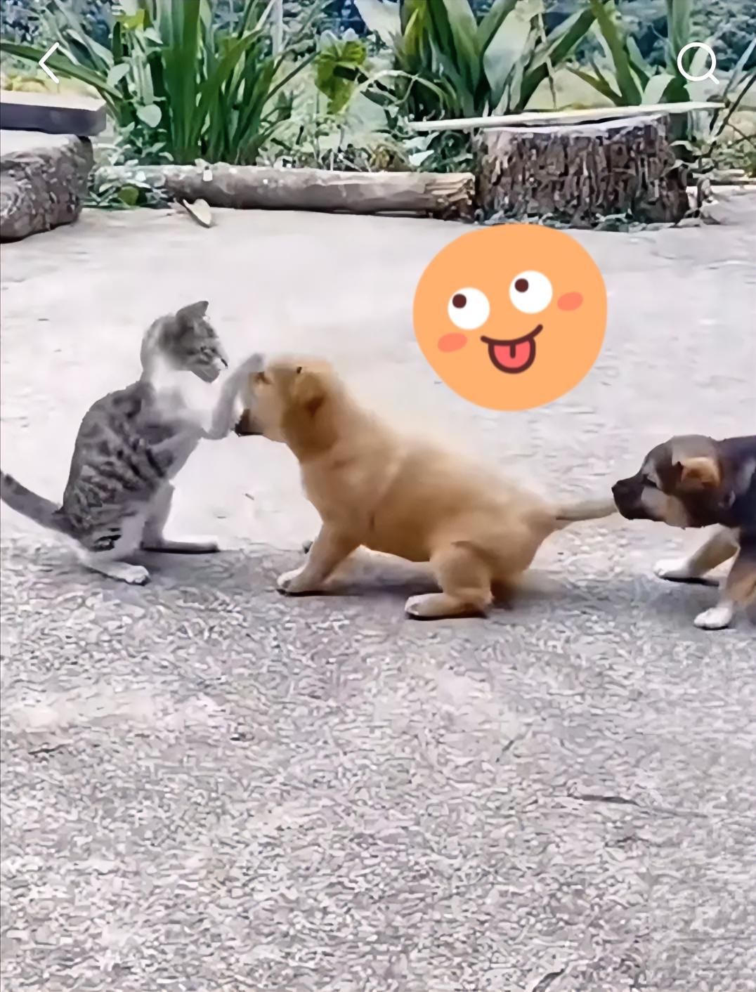 职场里遇到“猪队友”，究竟是谁的困境？
 
职场中，“猪队友”似乎成了高频吐槽词