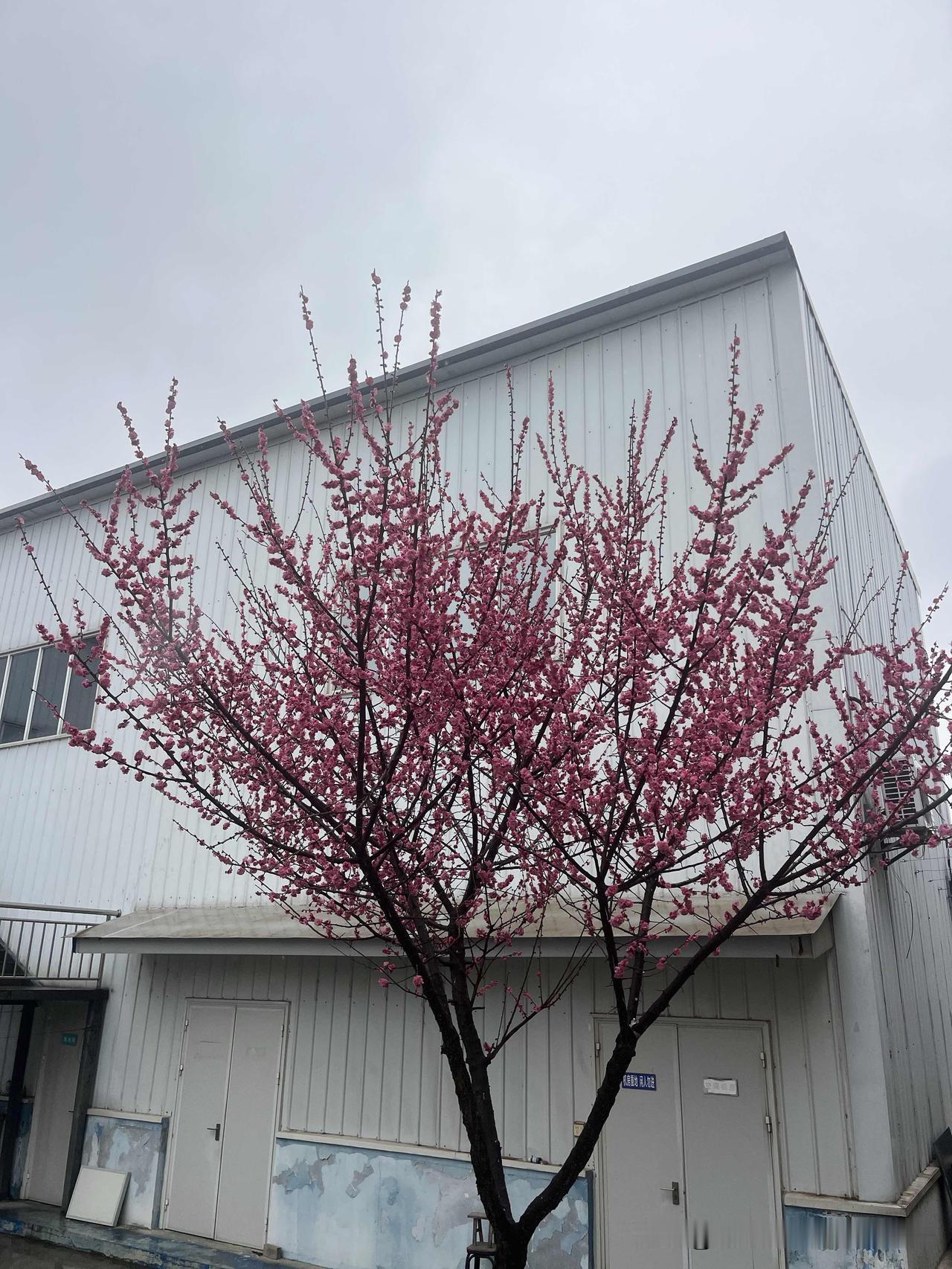 元宵共商康养｜健康中国进社区走进养老院项目组携手西安康源养老，破解机构消毒除味难