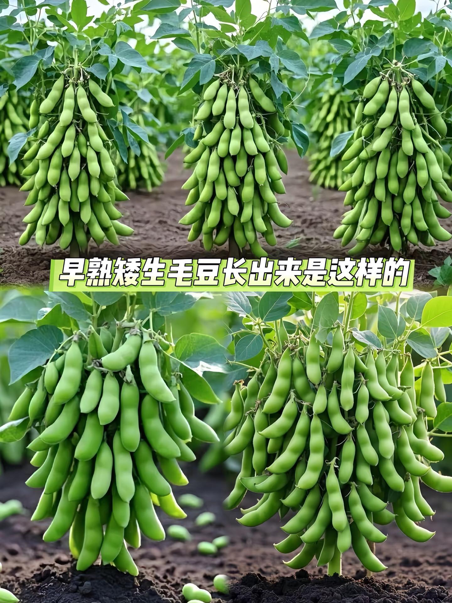 家人们，快看看我种的矮生毛豆！它可太适合咱小阳台和小菜园了。  不用搭...