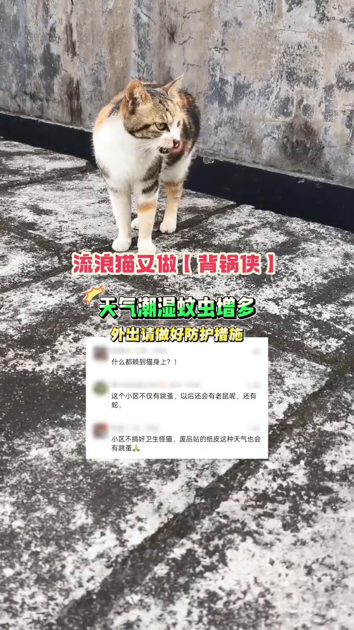 流浪猫又做背锅侠。
天气潮湿蚊虫增多，外出请做好防护措施。什么都赖到猫身上？这个