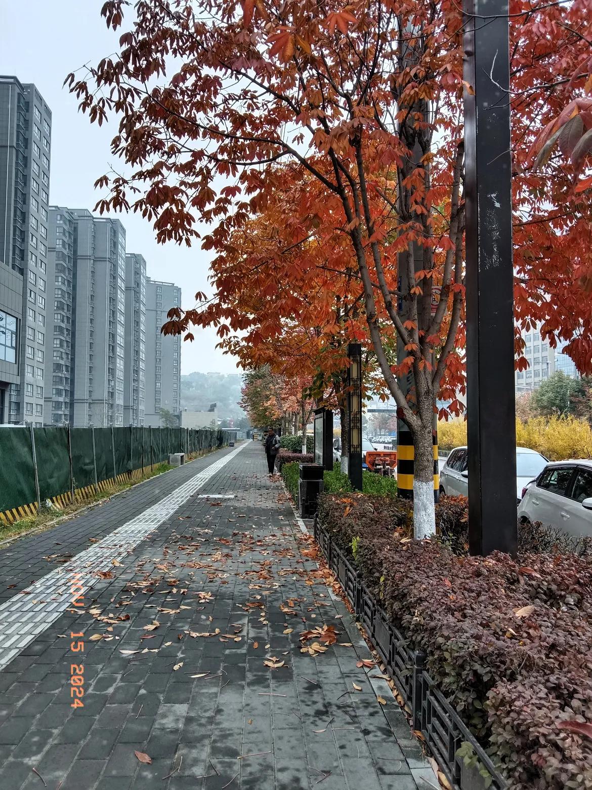 一路山色，随手一拍路上的美景，枫叶飞。柿叶飞，飞逐宫鸦何处归