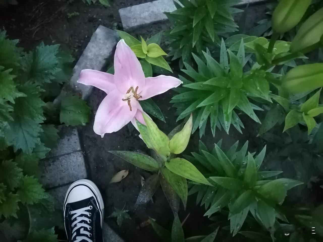 一早下雨了，地上沾了许多纸钱，小区里有人去世。是一位80多岁的老爷子走了，算是喜