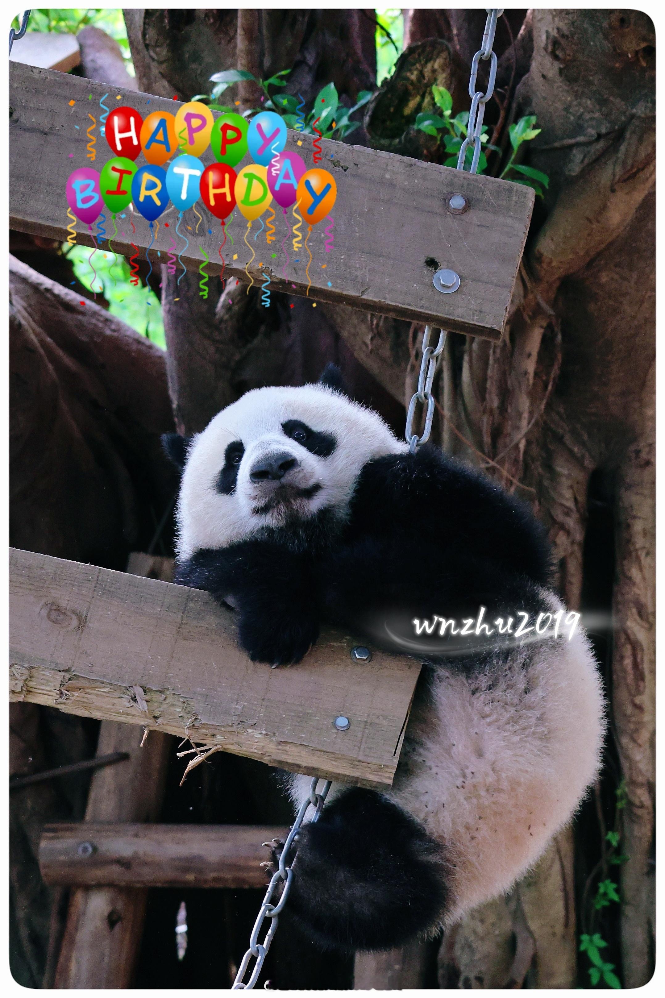 大熊猫良月 望舒小熊友，生日快乐！ 