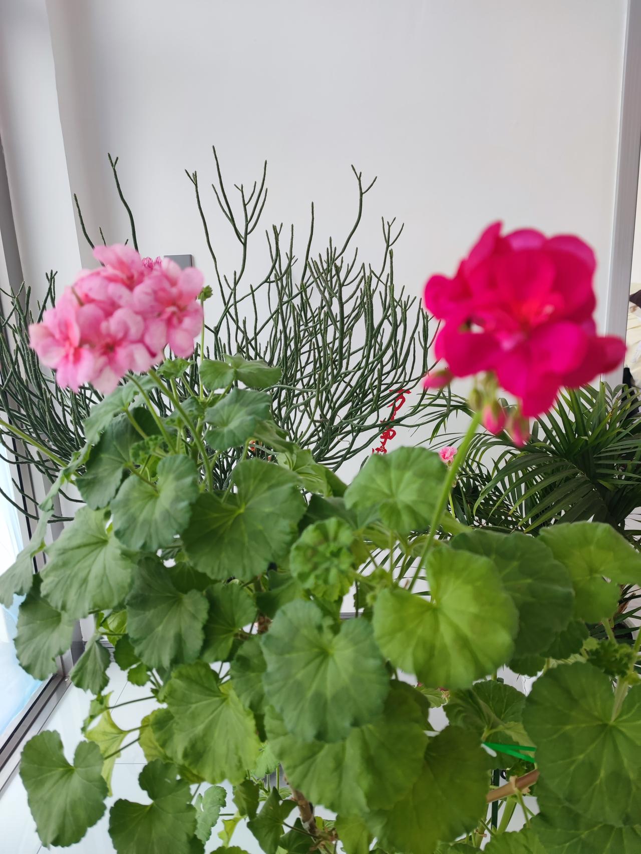 它是变异了还是有啥想法了
原来最讨厌天竺葵，主要是不喜欢它那怪怪的味道，可俺家老