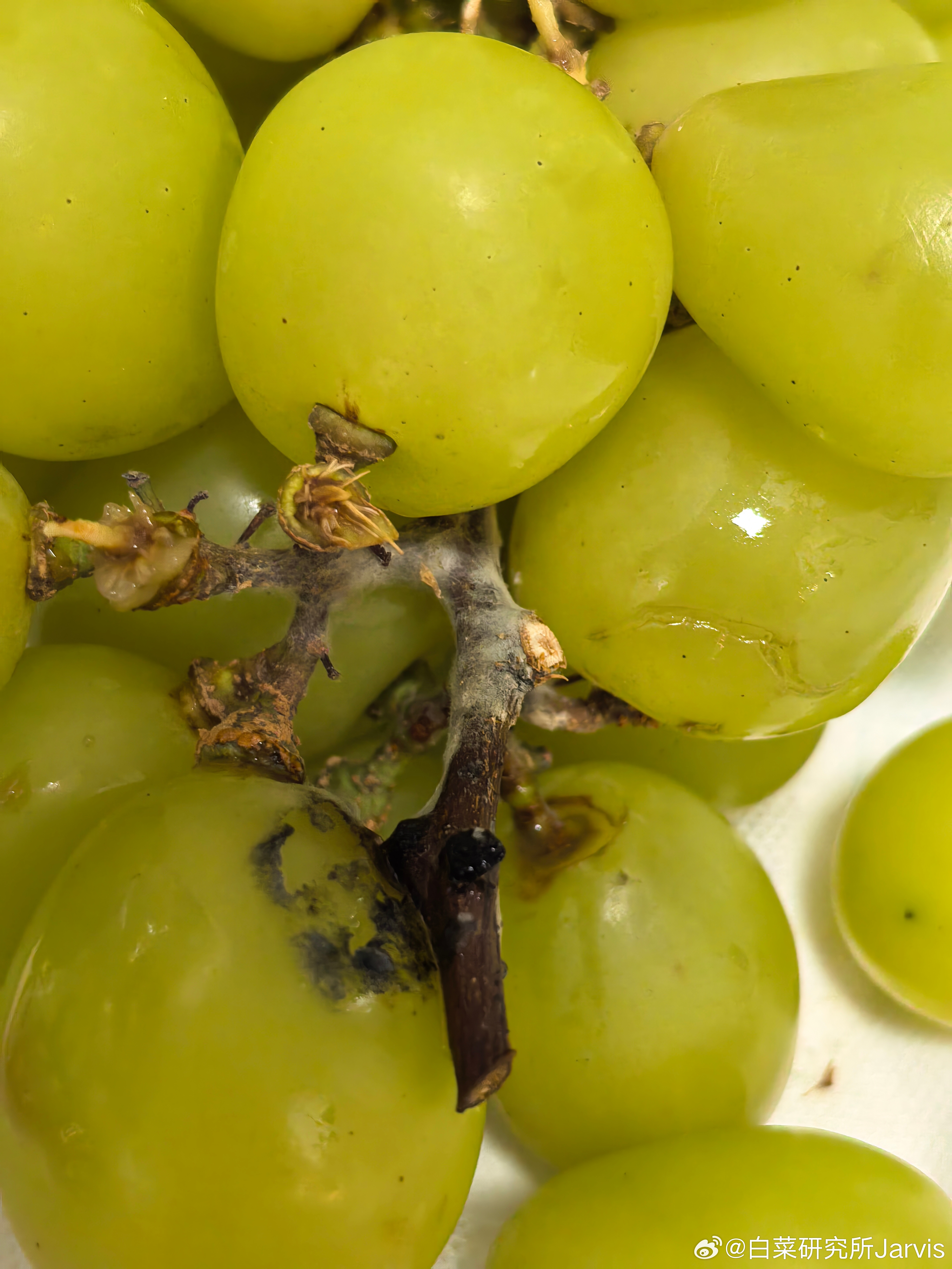 啊？品上生活这还敢宣传上海的胖东来第一次见根上霉掉的阳光玫瑰，明天315了，现在