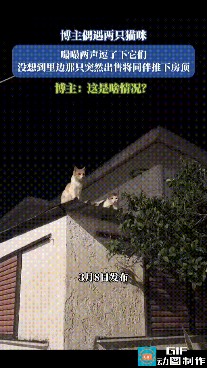 网友偶然发现房顶上有两个猫星人，正好奇地望着自己，一只懒洋洋地趴着，一只规规矩矩