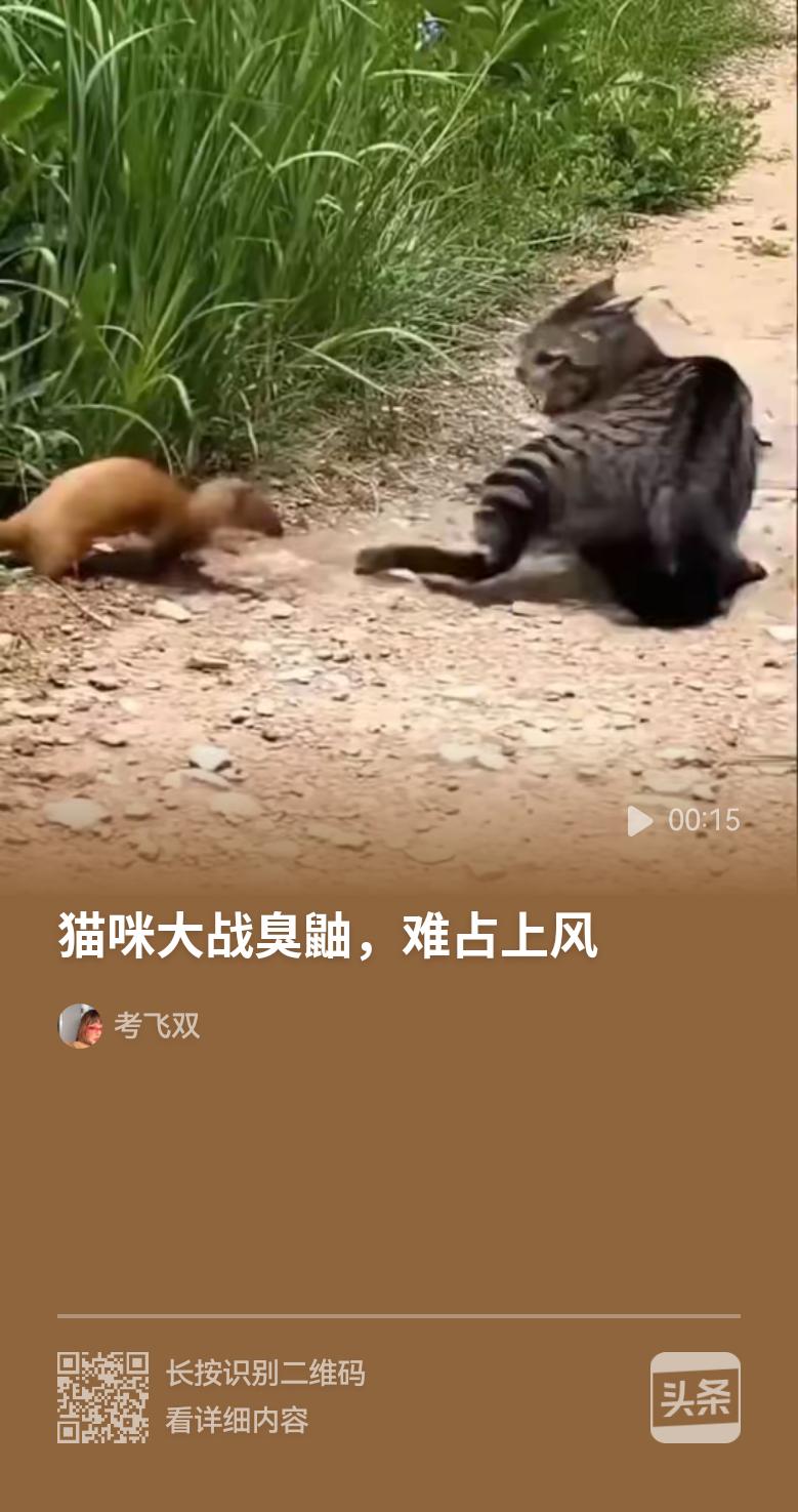 猫咪大战黄鼠狼，你来我往，杀的天昏地暗尘土飞扬，始终难分胜负。