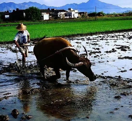 咏牛
架轭拖犁把地耕，
躬身垄亩默无声。
甘倾血汗酬农事，
换来年年五谷丰。