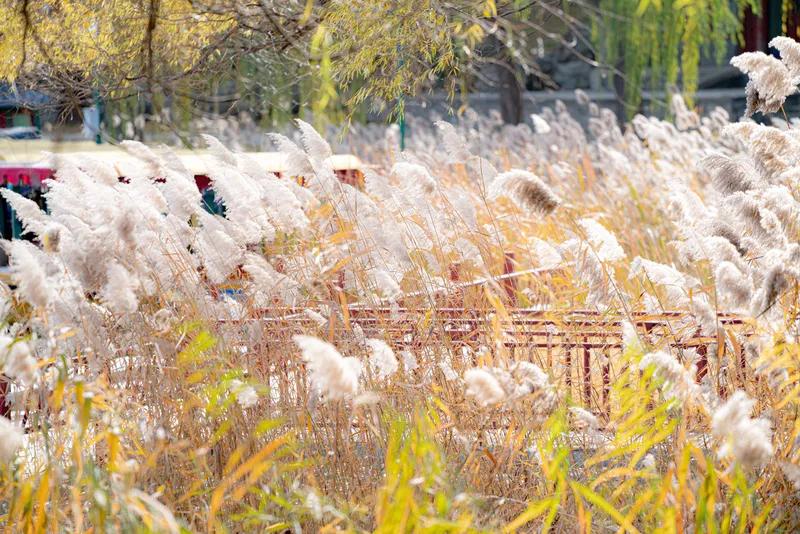 芦花飞处
日暮江平渺远舟，
芦花乱舞惹新愁。
遥空雁字情难释，
芦花飞处雁映眸。