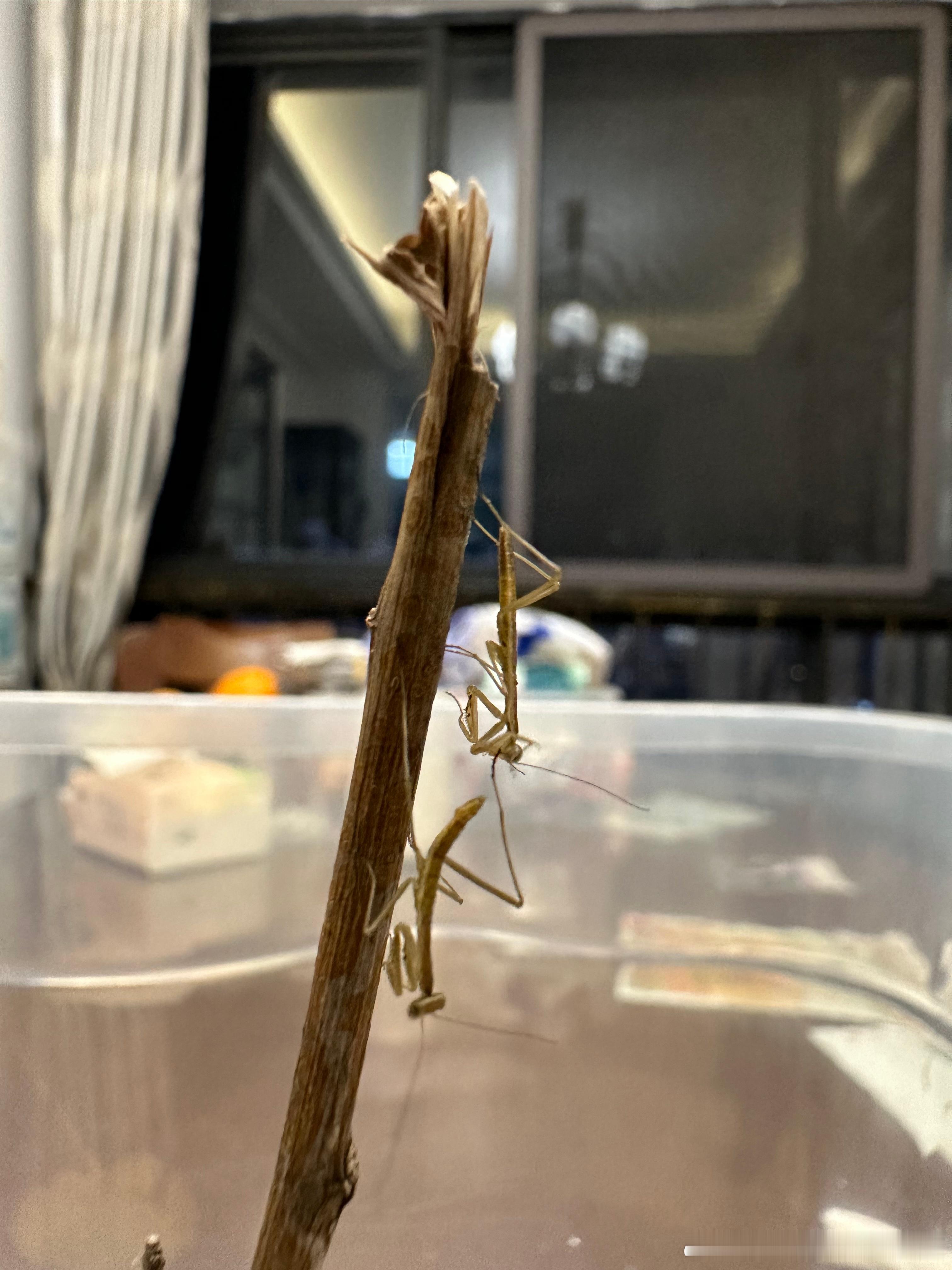 #中医式生活##国医的精诚力量# 钱妈刚孵化出来的小螳螂[并不简单]野外你是看不