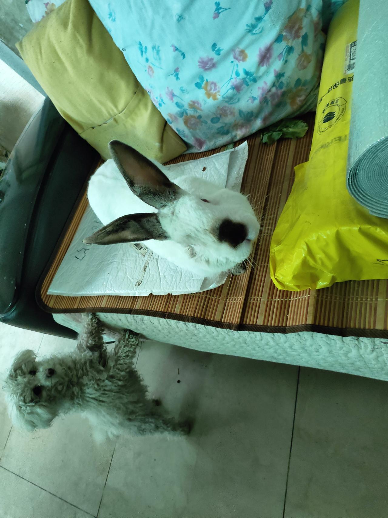 白兔把绒毛里的月光抖落，小狗的眼神盛着好奇，房间成了温柔的小宇宙。
✨ 蓬松的白