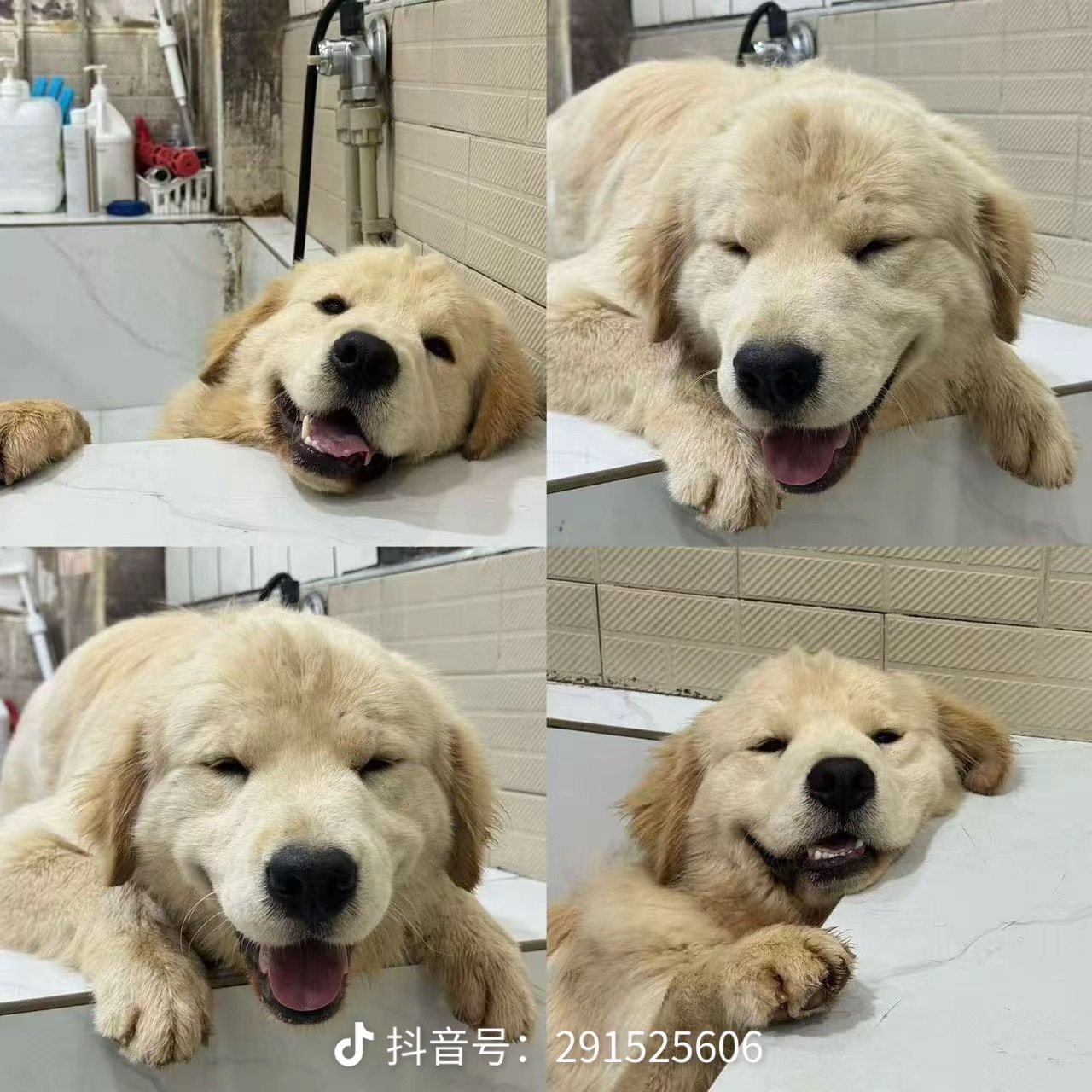 拜见狗狗大王👑 