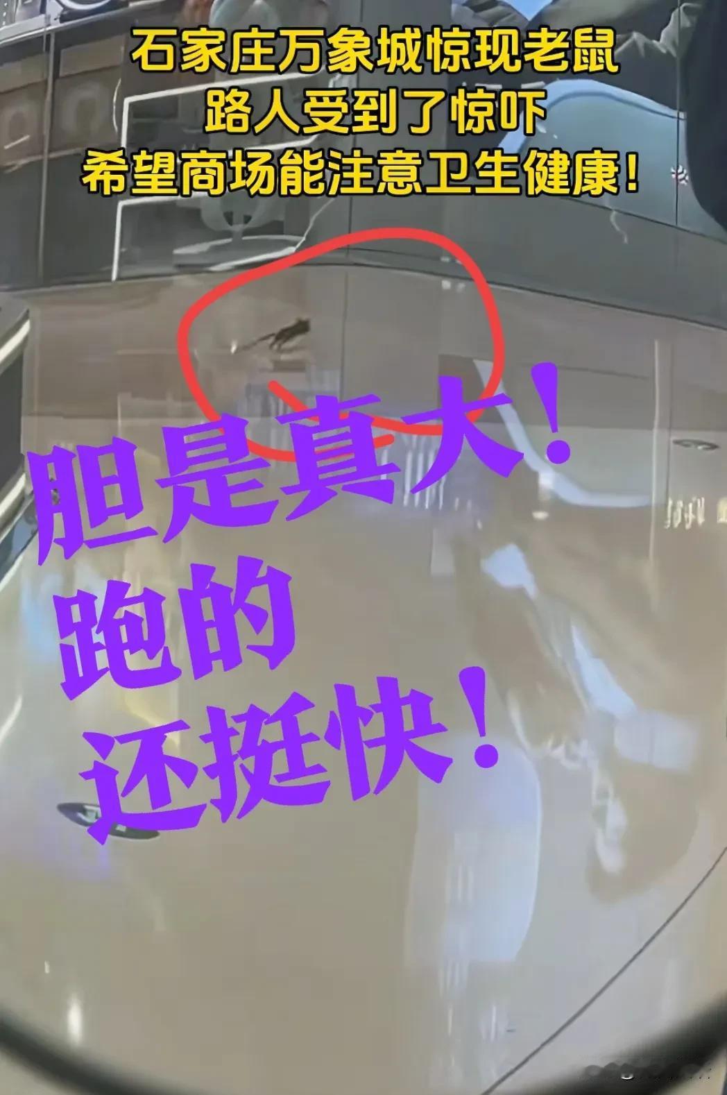 【胆子真大！万象城】这只老鼠，胆子还是真的挺肥的！居然敢出现在高档的石家庄万象城