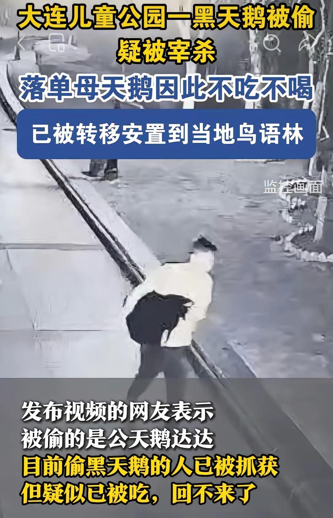 大连那个偷吃动物园黑天鹅的“吃货”终于被抓啦！
嫌疑人不光抱走了黑天鹅，还顺手牵