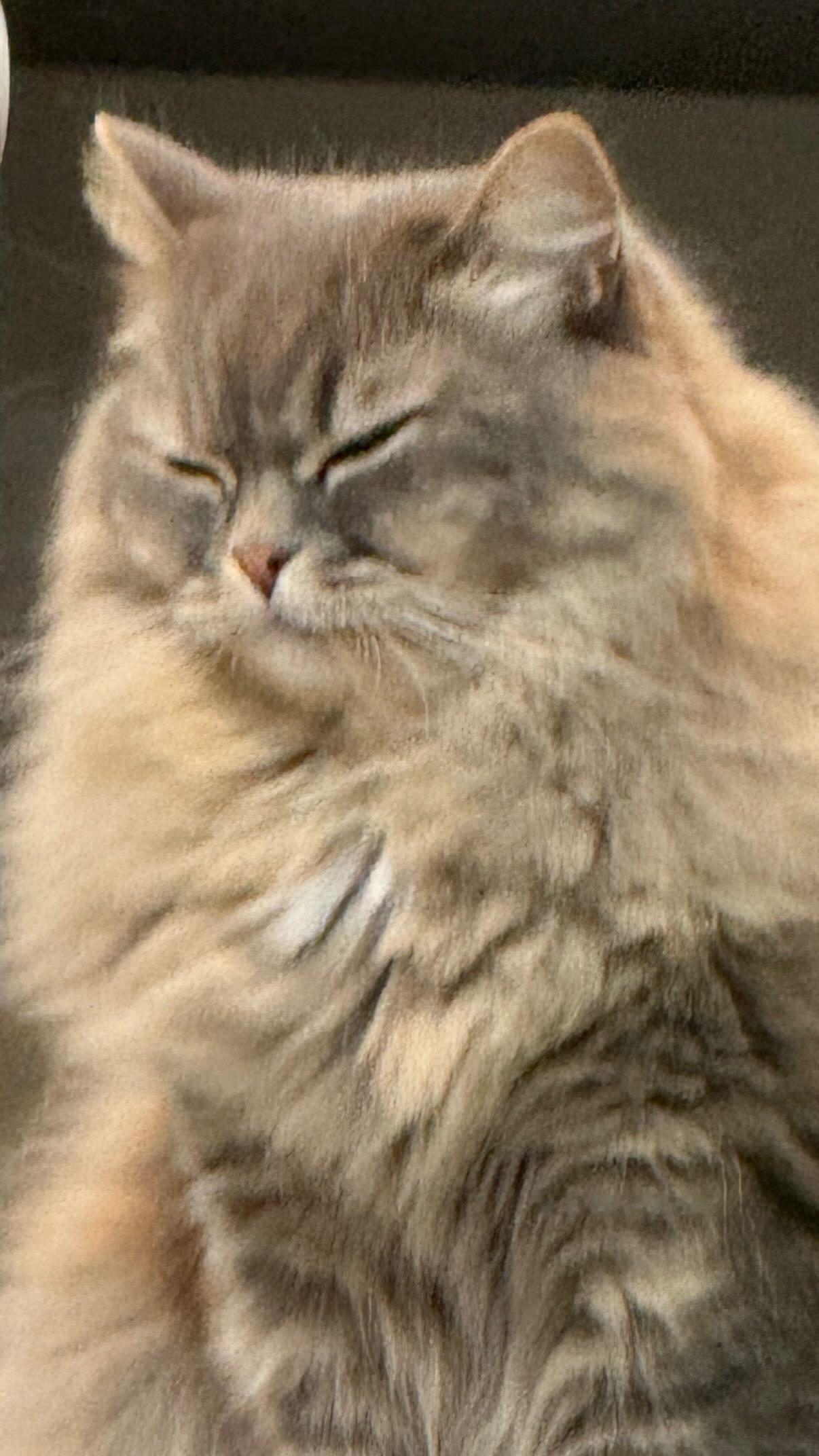 吉田綾乃クリスティー