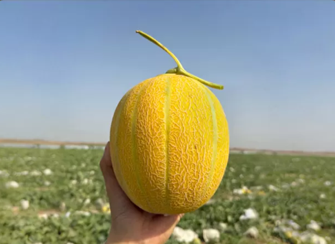 入口即化。去年买过一次。帮推荐新疆吐鲁番鎏金老汉瓜多规格-6688精选