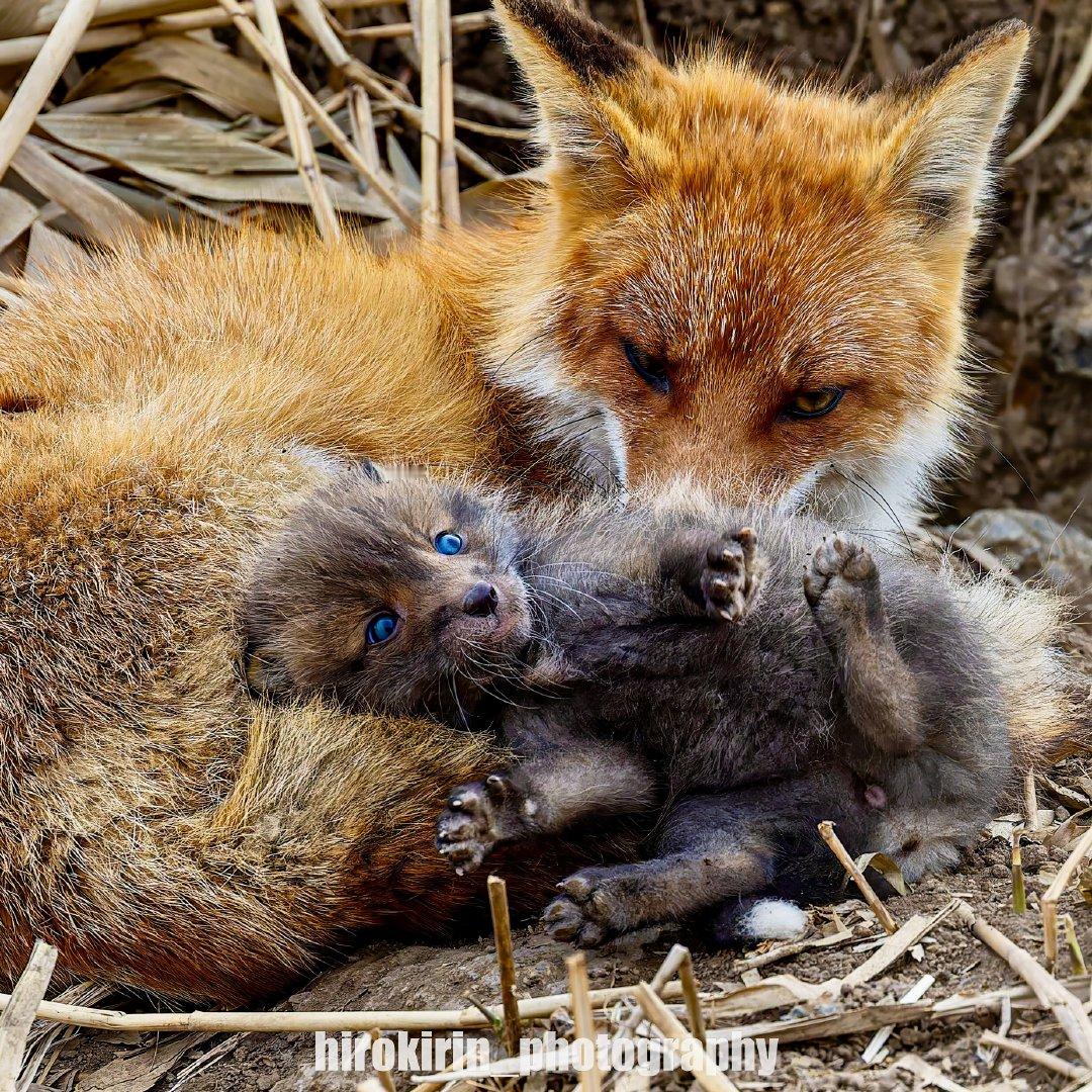 刚出生的狐狸的眼中，  仅在短短的一段时间里，寄宿着仿佛深邃大海或蓝宝石般的神秘