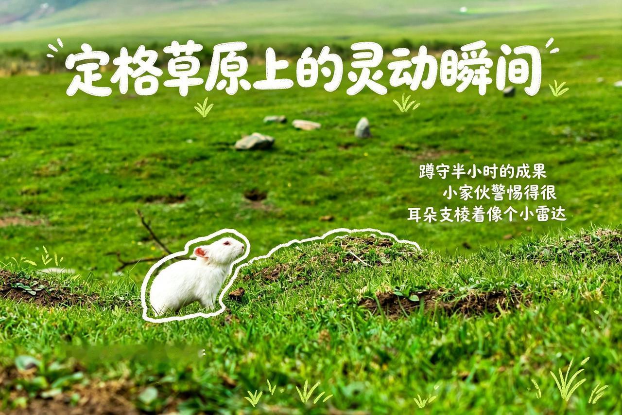 祁连山国家公园青海片区 高原小动物 自然与萌宠的对话