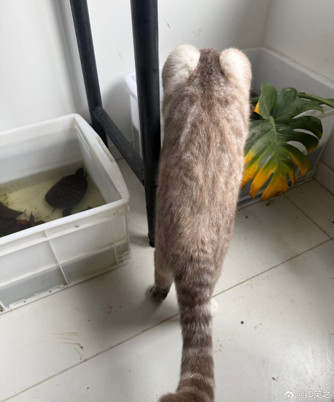 🈚️奖竞猜这是何物？ 