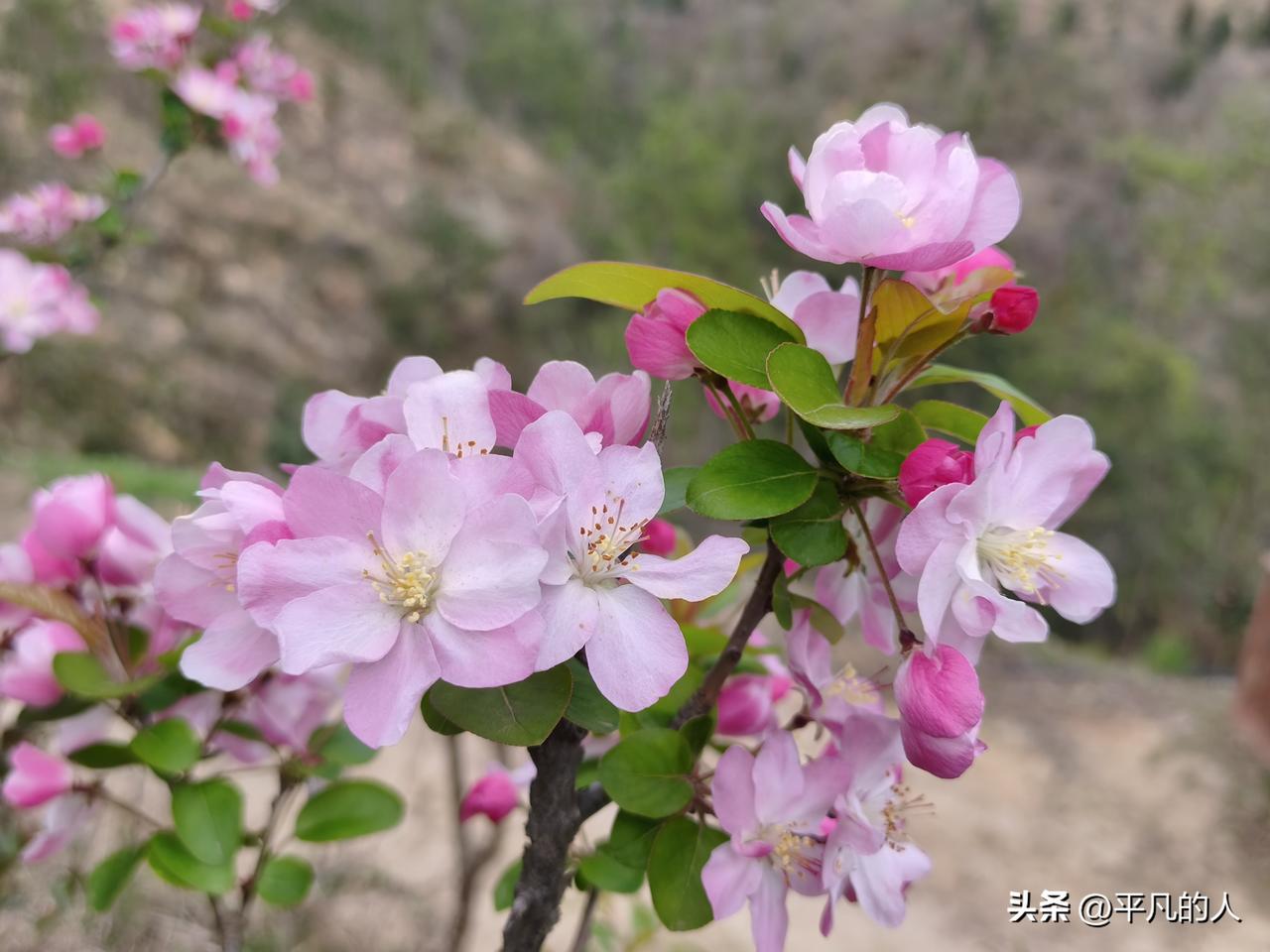 最近正是海棠花盛开的好时节，姿态优美、花朵繁茂,粉粉嫩嫩、美丽芬芳，花香淡雅。