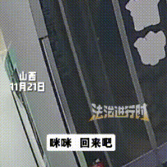 山西，一家鞋店老板准备关门时，一只流浪狸花猫来到了门口。老板赶忙掀开帘子，关切问