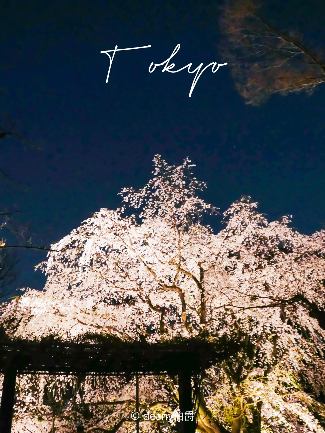 东京赏樱花🌸六义园