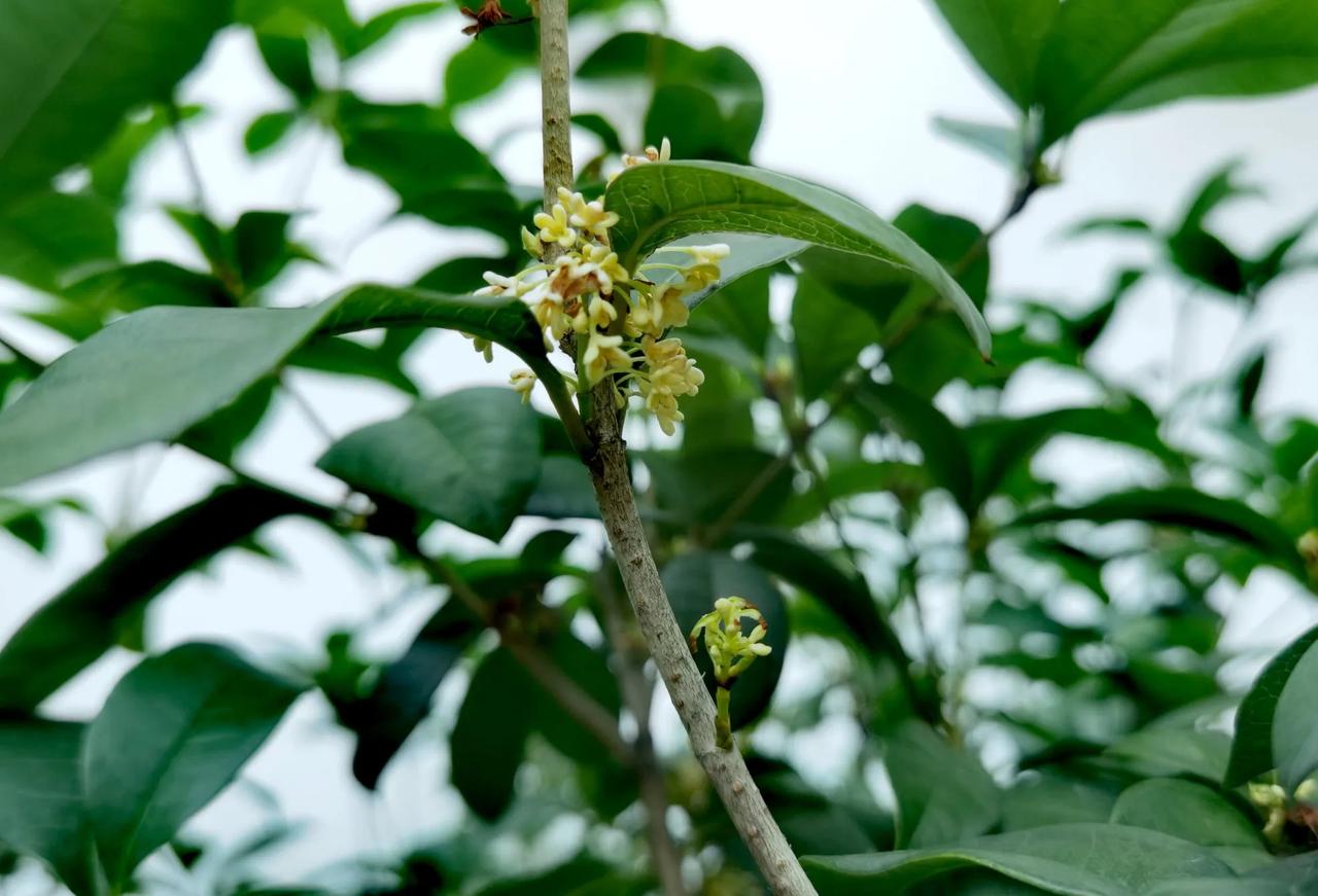 桂香满庭院！家里花园里的桂花开了好久了，只是花太小，在密密的绿叶间很不招眼，不太