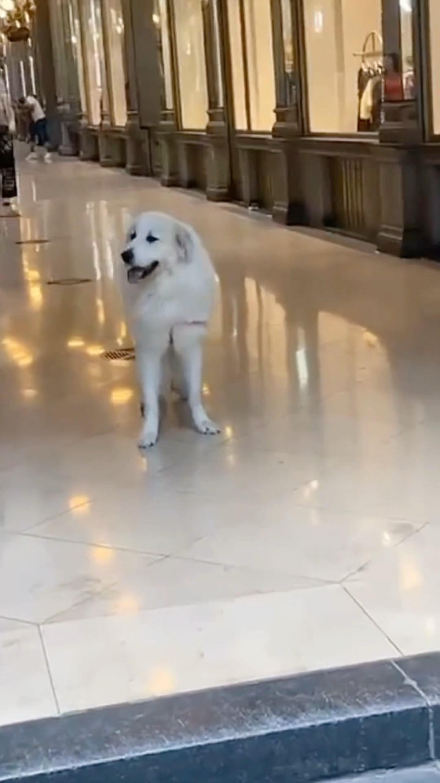 真的只是想拍一下这狗狗的…