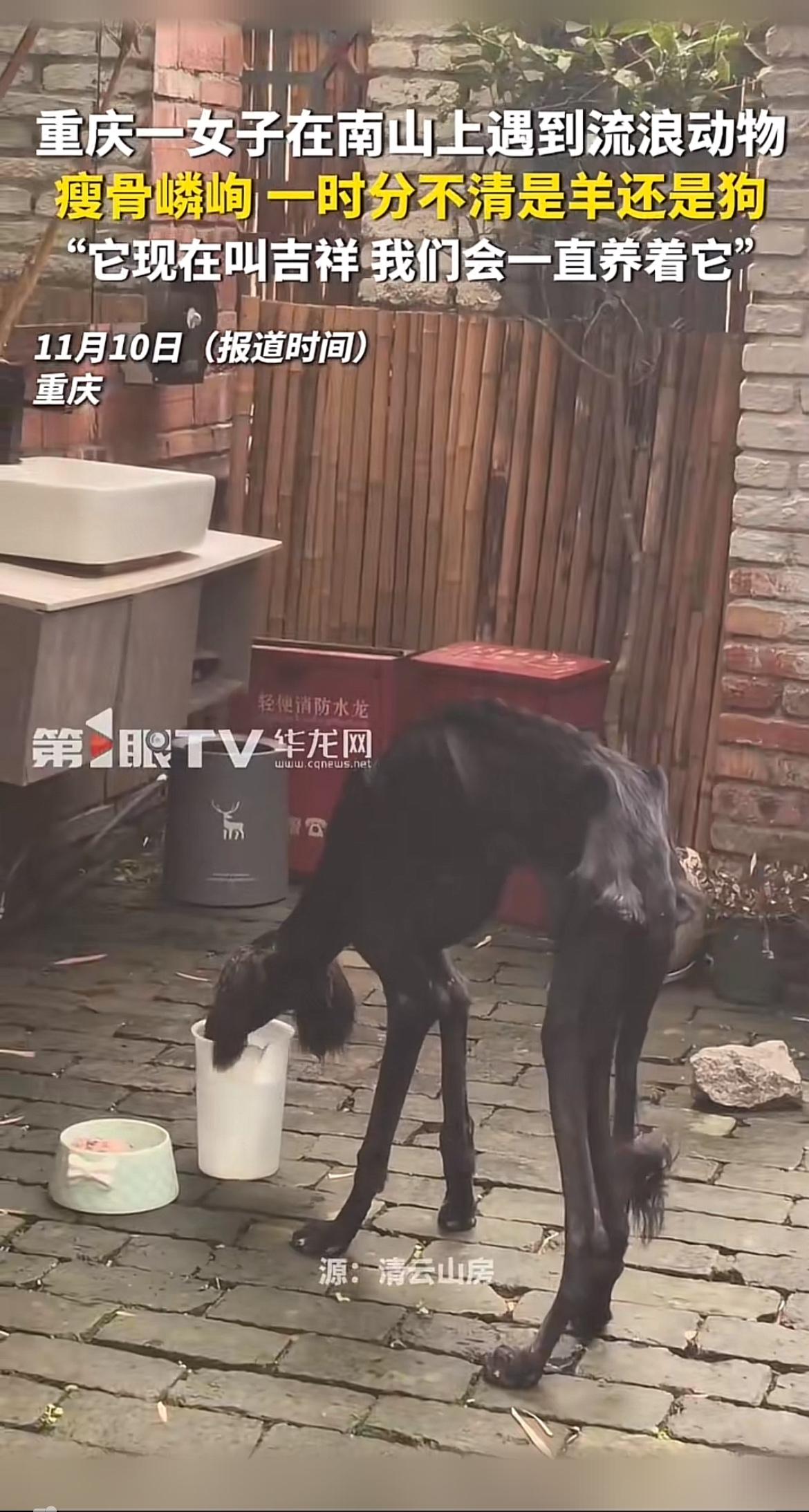 流浪动物能找到温暖的家，简直太治愈了！像虎斑猫佩内洛普，被「寄养小猫妈妈」的创始