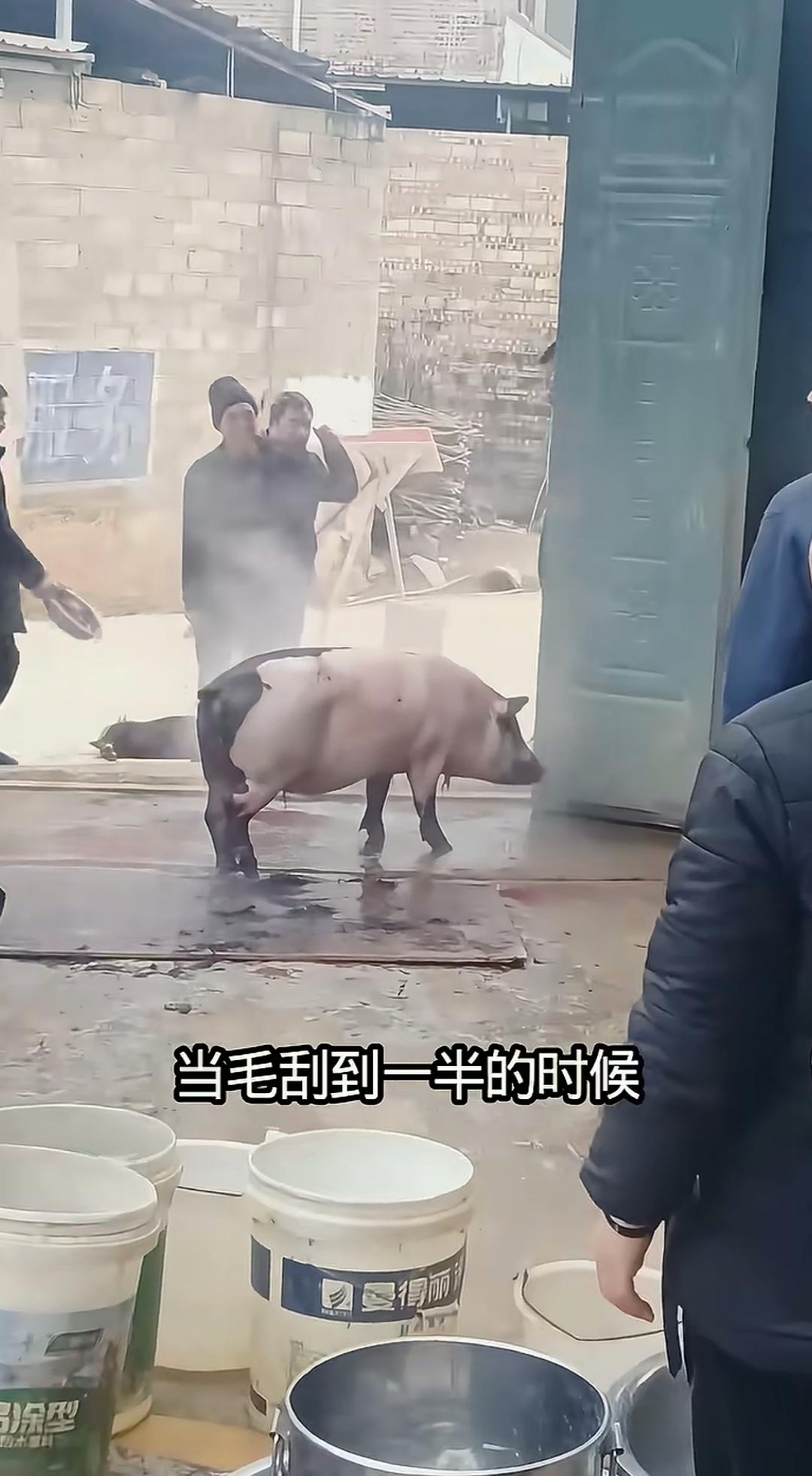 猪身上大半的毛都被刨掉了，它竟挣脱众人的按压，爬起来想要逃跑。猪对生命的执着坚守