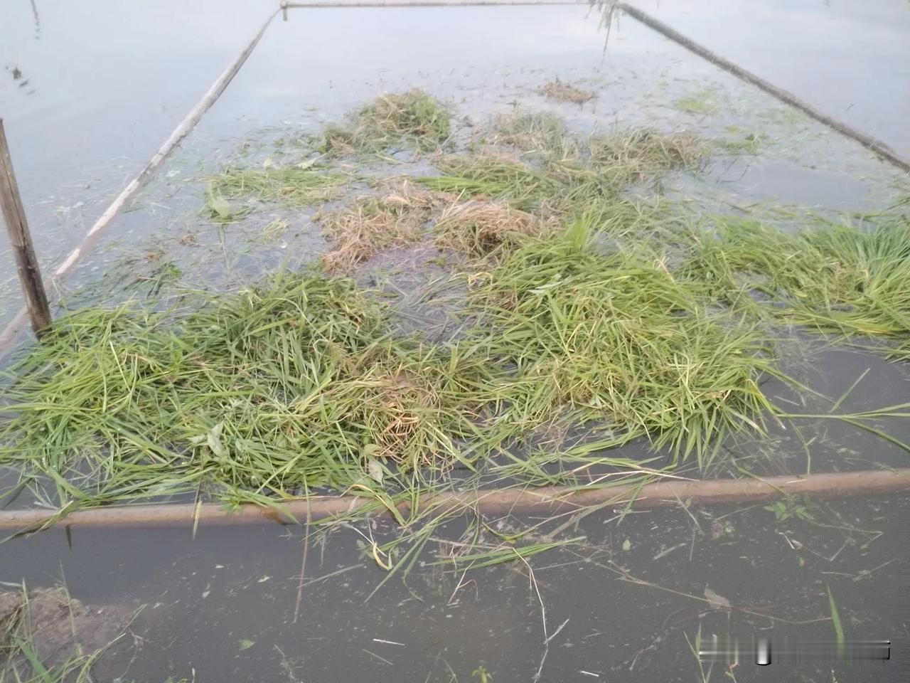 今天我多割些鱼草，因为明天去东安县城，要后天下午才回老家。我下午三点半钟去割鱼草