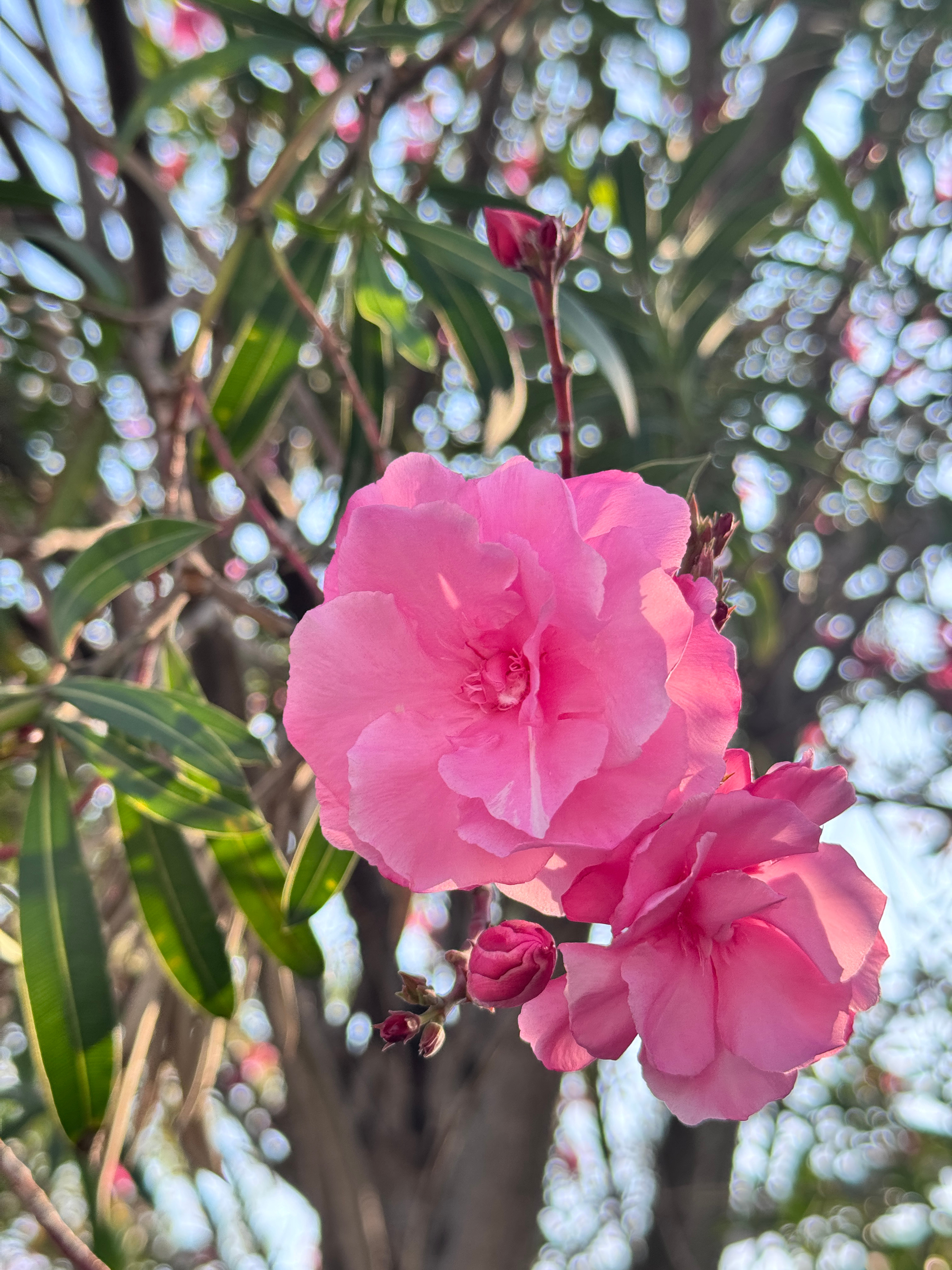 每月推文汇总之三月1. 《小疯子头顶死亡倒计时，发疯发癫》鹭十里  网页链接2.