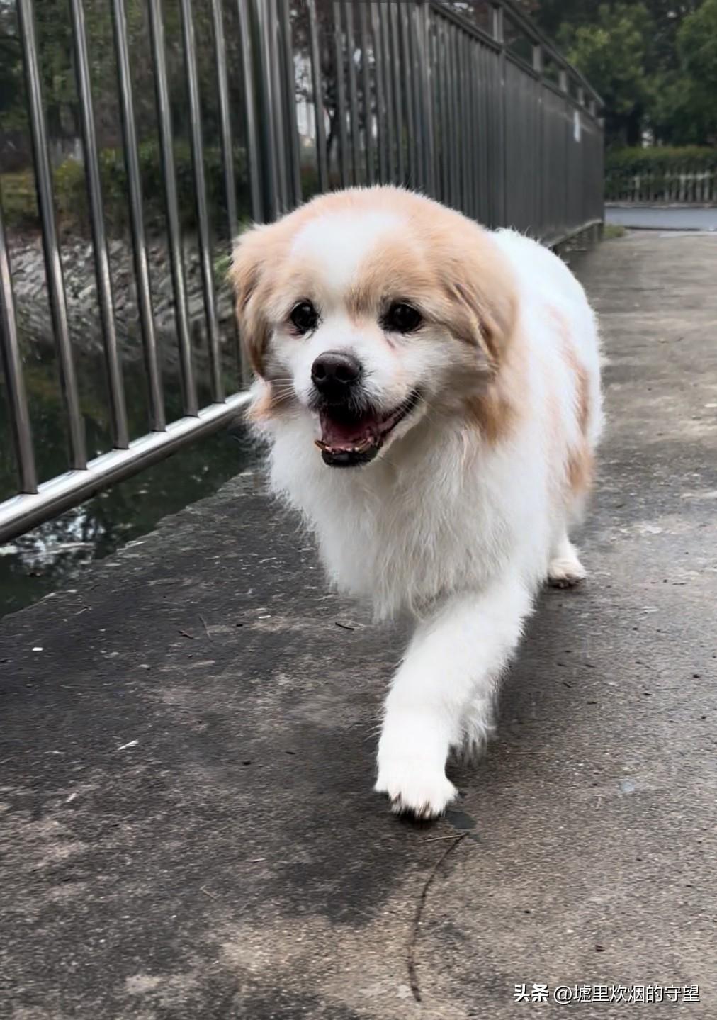 小狗今年十八岁

去年9月，小狗的尾巴上长了一个大瘤子，屁股周围更是长满了肛周腺