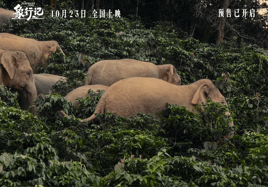 黄轩为大象保护电影发声黄轩任电影象行记公益宣传大使 救助象阿宝的故事好戳心，黄轩