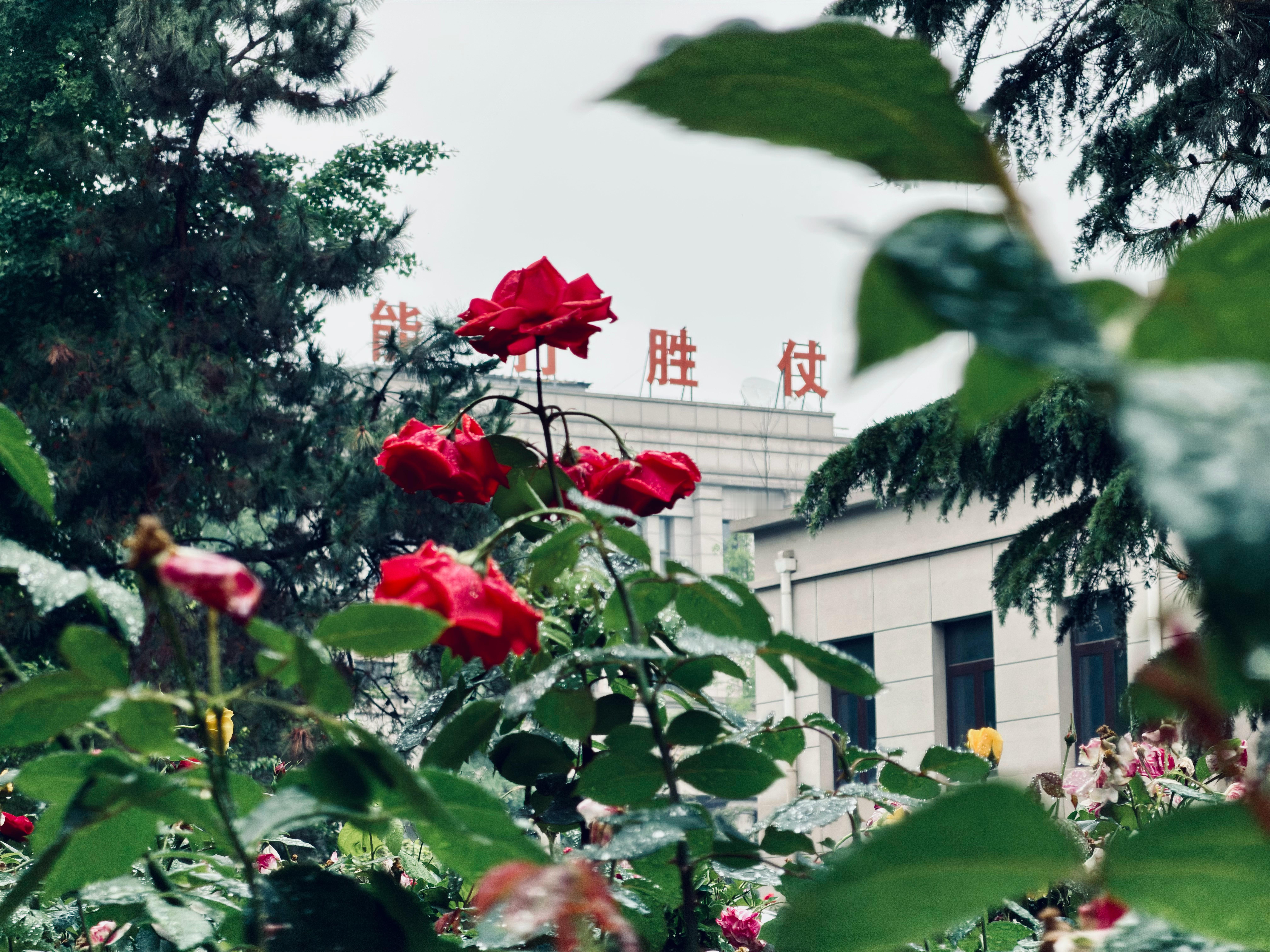 一直在顺义打工还说找时间回城里看一看“纳税花”，结果发现院子里就有同款…北京从昨