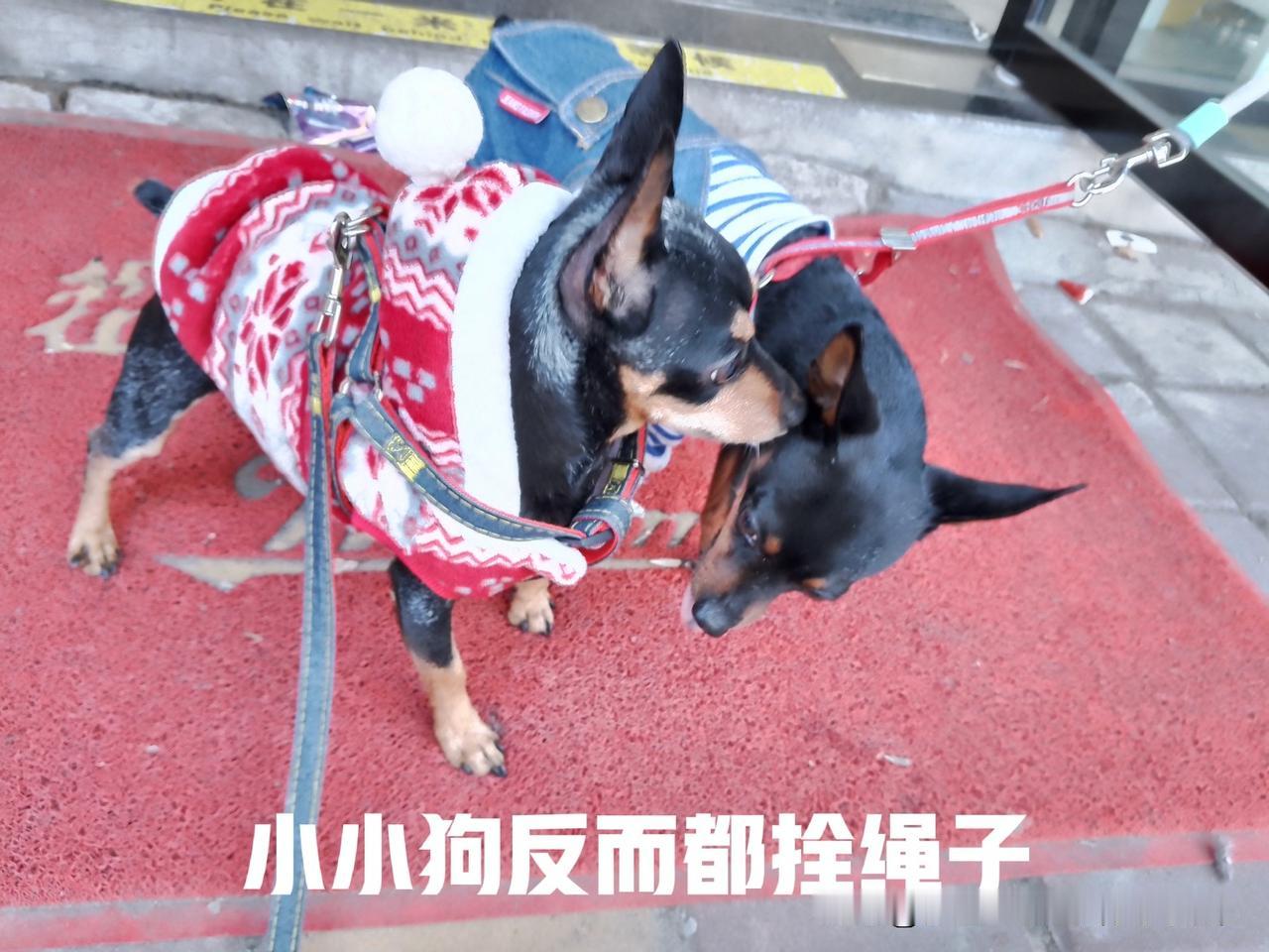 可几次现场有关部门看到不拴绳子的大狗却从不管，却偏偏抓住小狗狗不放。这就让人不理