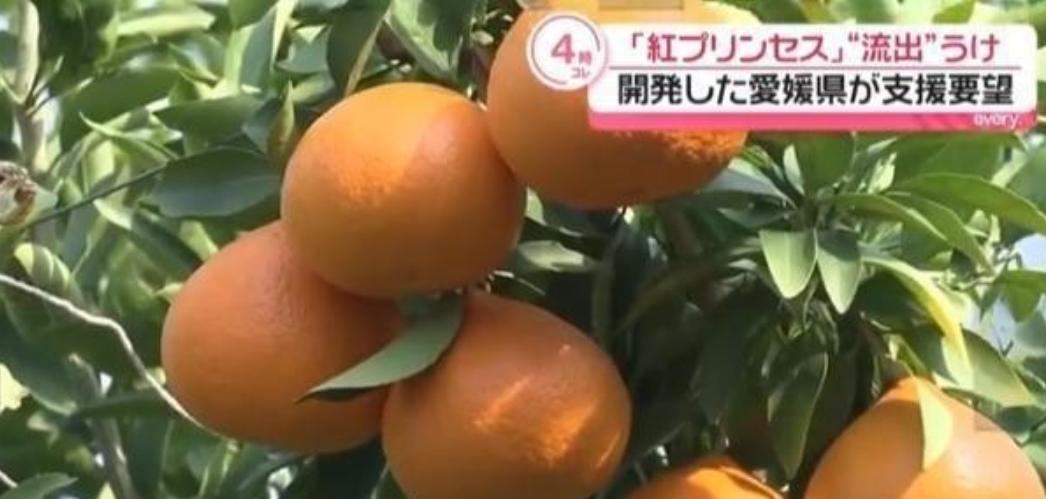 欺人太甚！日本人要求非法入境中国的方式，和90年前侵华卢沟桥事变同出一辙！都是先