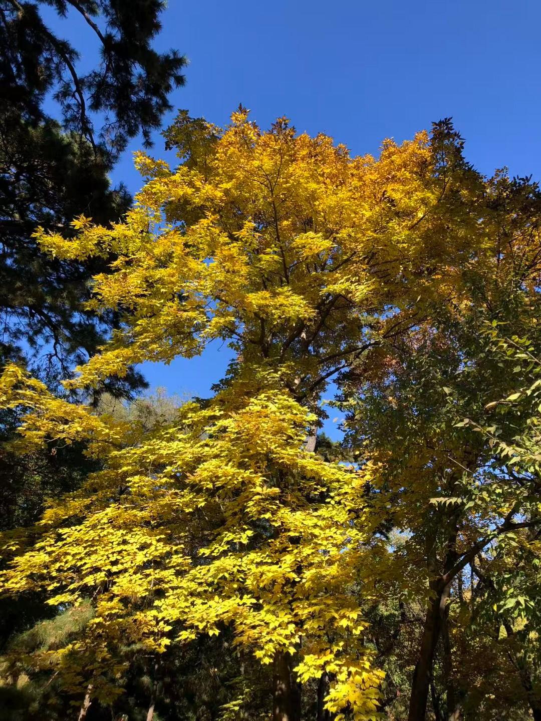 今年的蔬菜水果是真贵呀，上午去超市买了一颗不太大的白菜就花了将近七元钱，各种水果