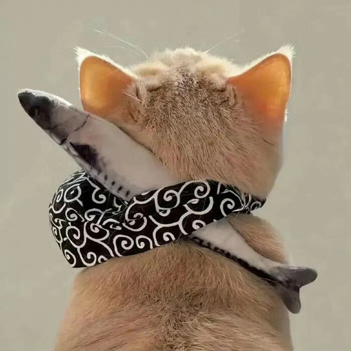 猫咪：我要出门几天，你可以照顾好自己吗🥹 